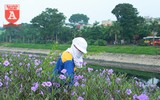 Đẹp ngỡ ngàng với con đường hoa tím bên dòng sông Tô Lịch
